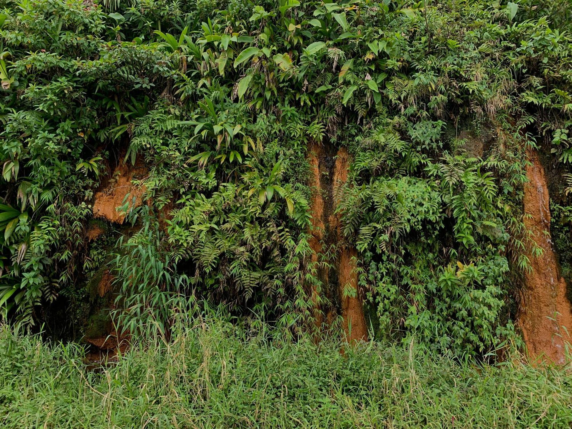 Le Petit Paradis Roseau Ngoại thất bức ảnh