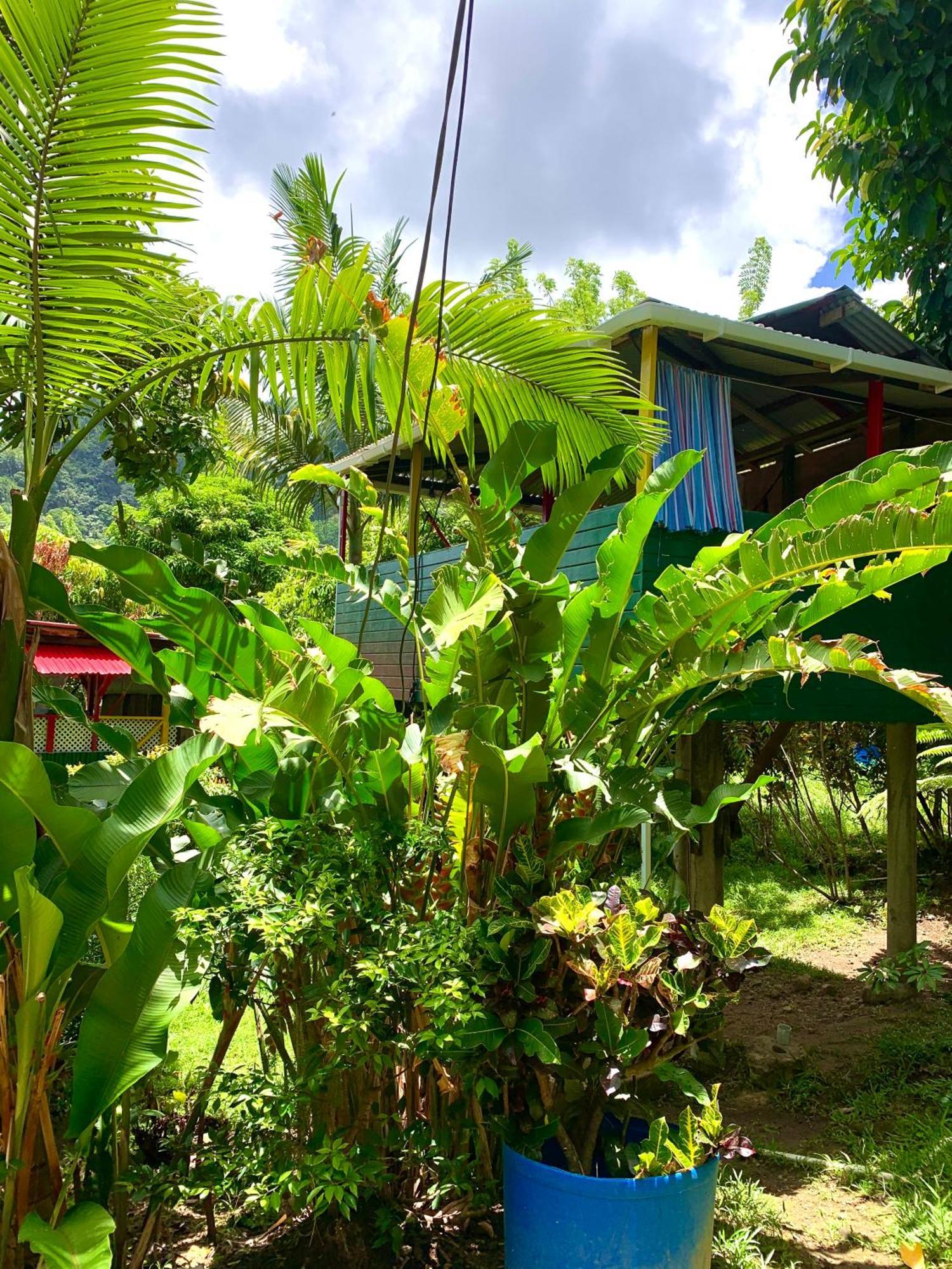 Le Petit Paradis Roseau Ngoại thất bức ảnh